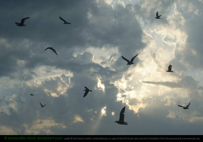 Seagull (Bird) Brushes