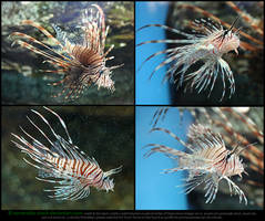 Red Lionfish Stock Pack