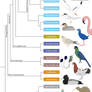 Birds phylogenetic tree (part I)