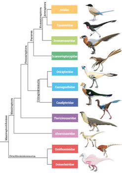 Maniraptoriformes phylogenetic tree