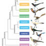 Maniraptoriformes phylogenetic tree