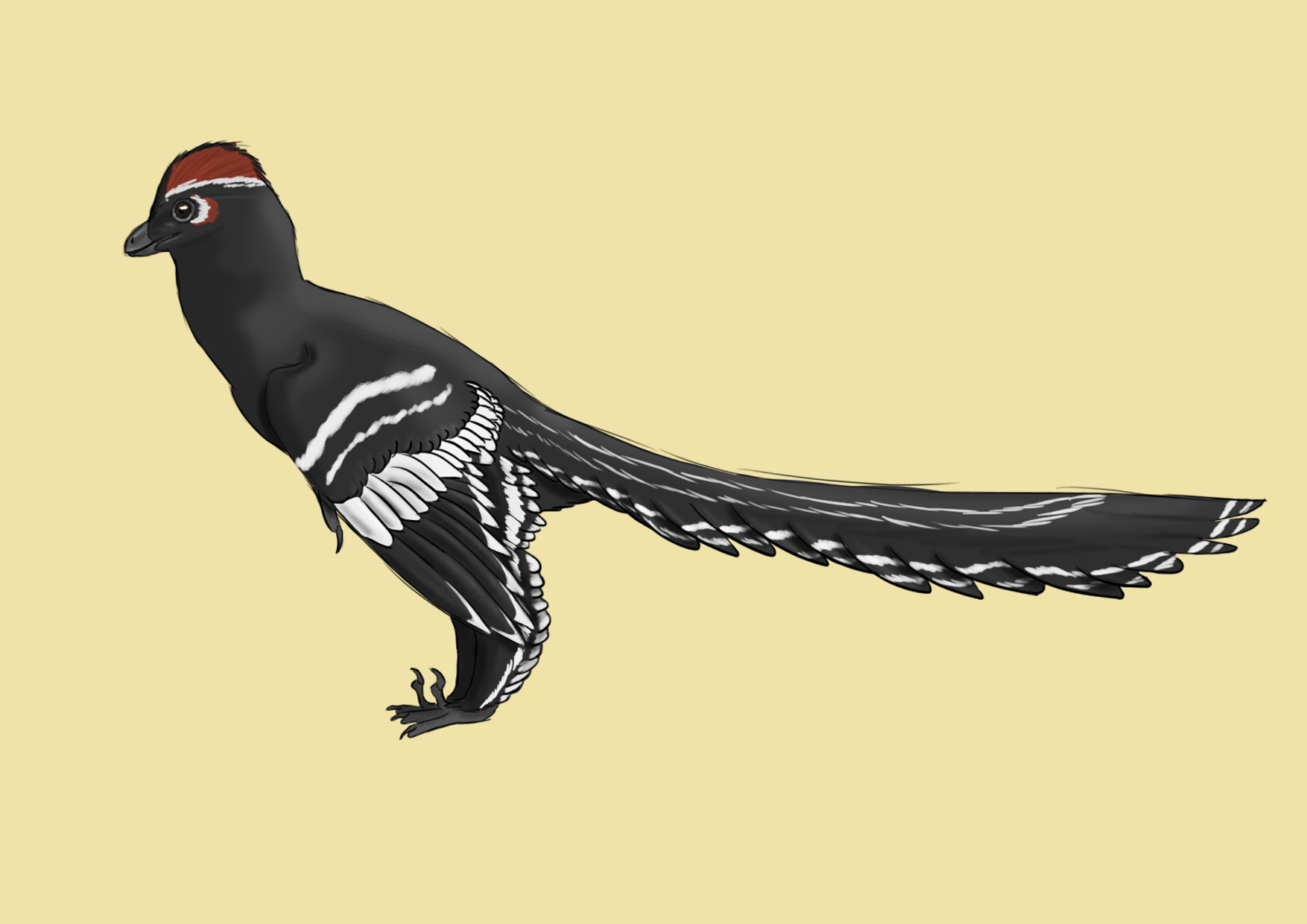 Anchiornis huxleyi