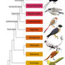 Avialae phylogenetic tree