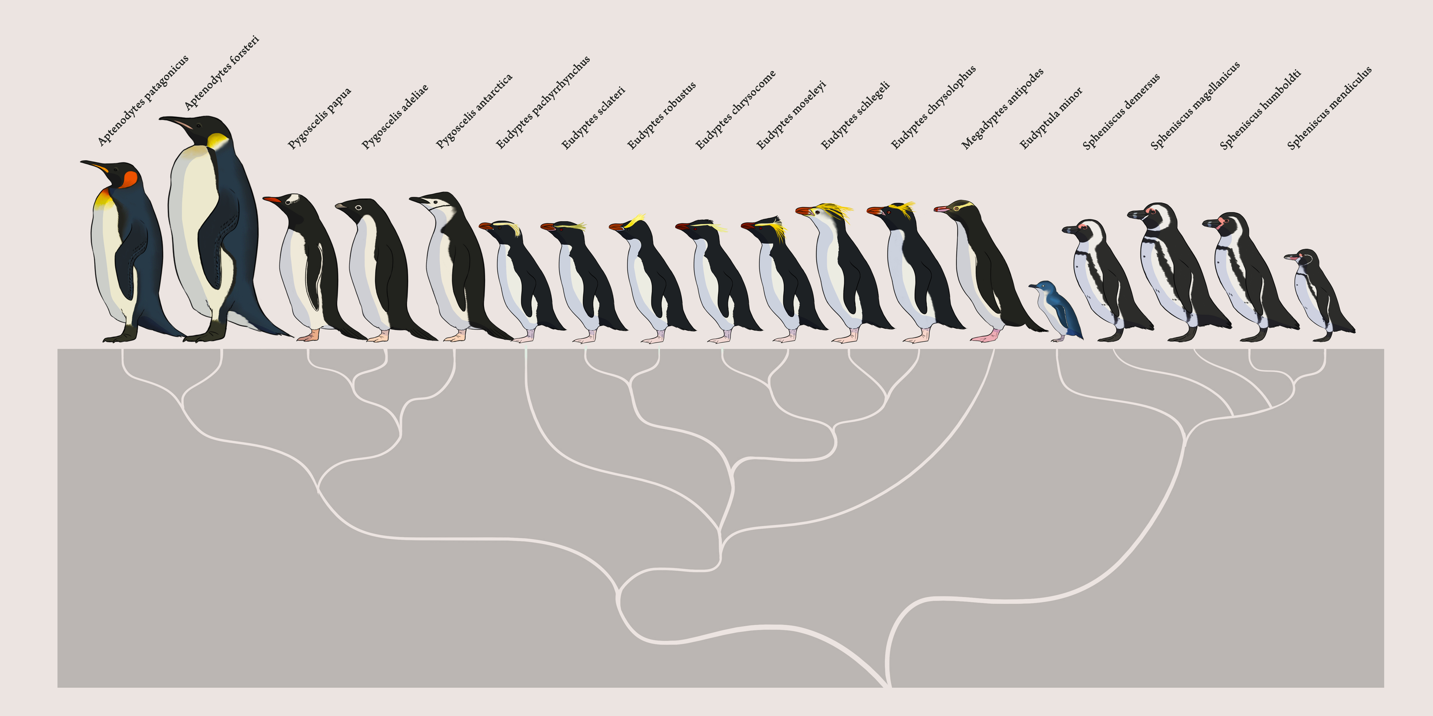 Sphenisciformes by Rainbowleo on DeviantArt