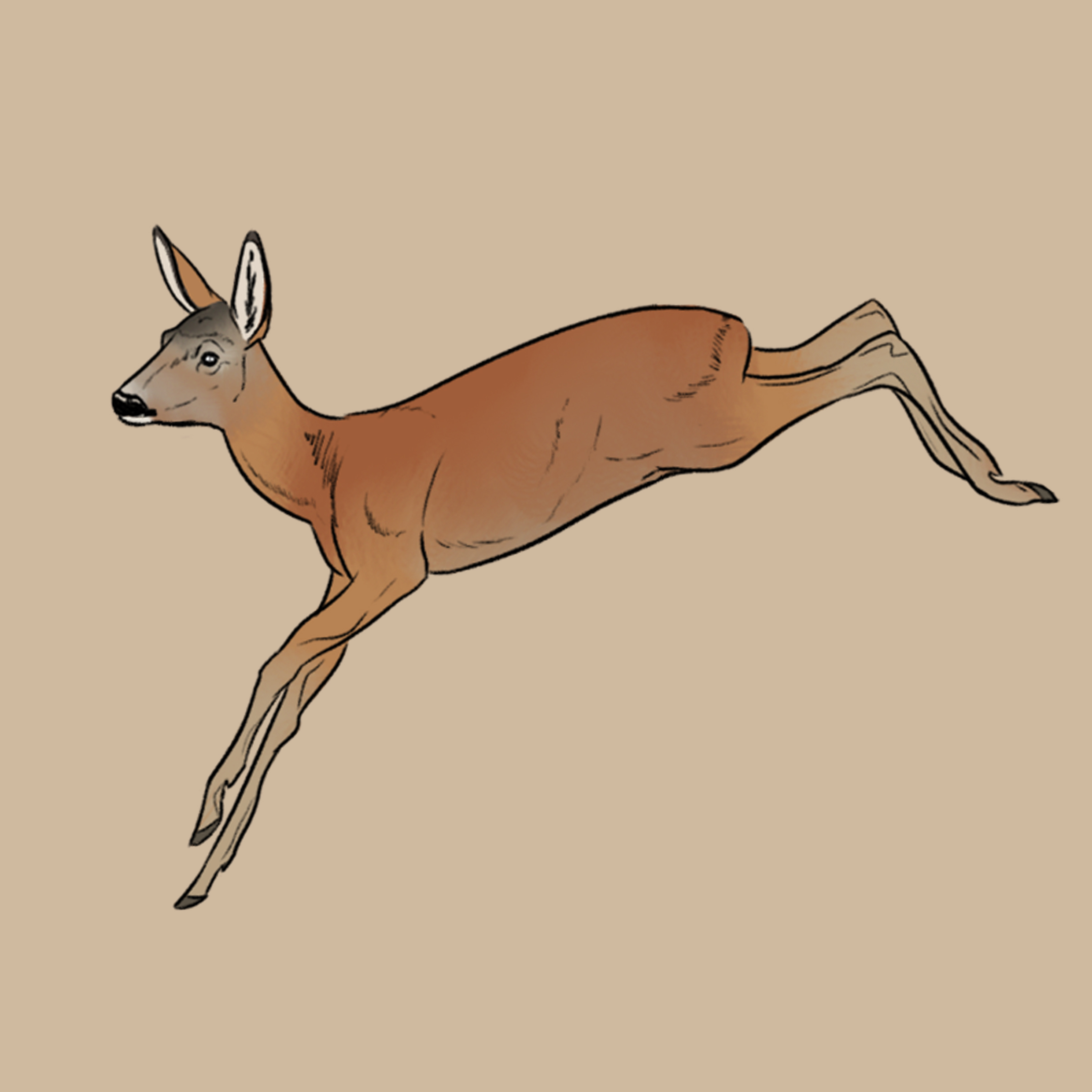 Roe deer by Rainbowleo on DeviantArt
