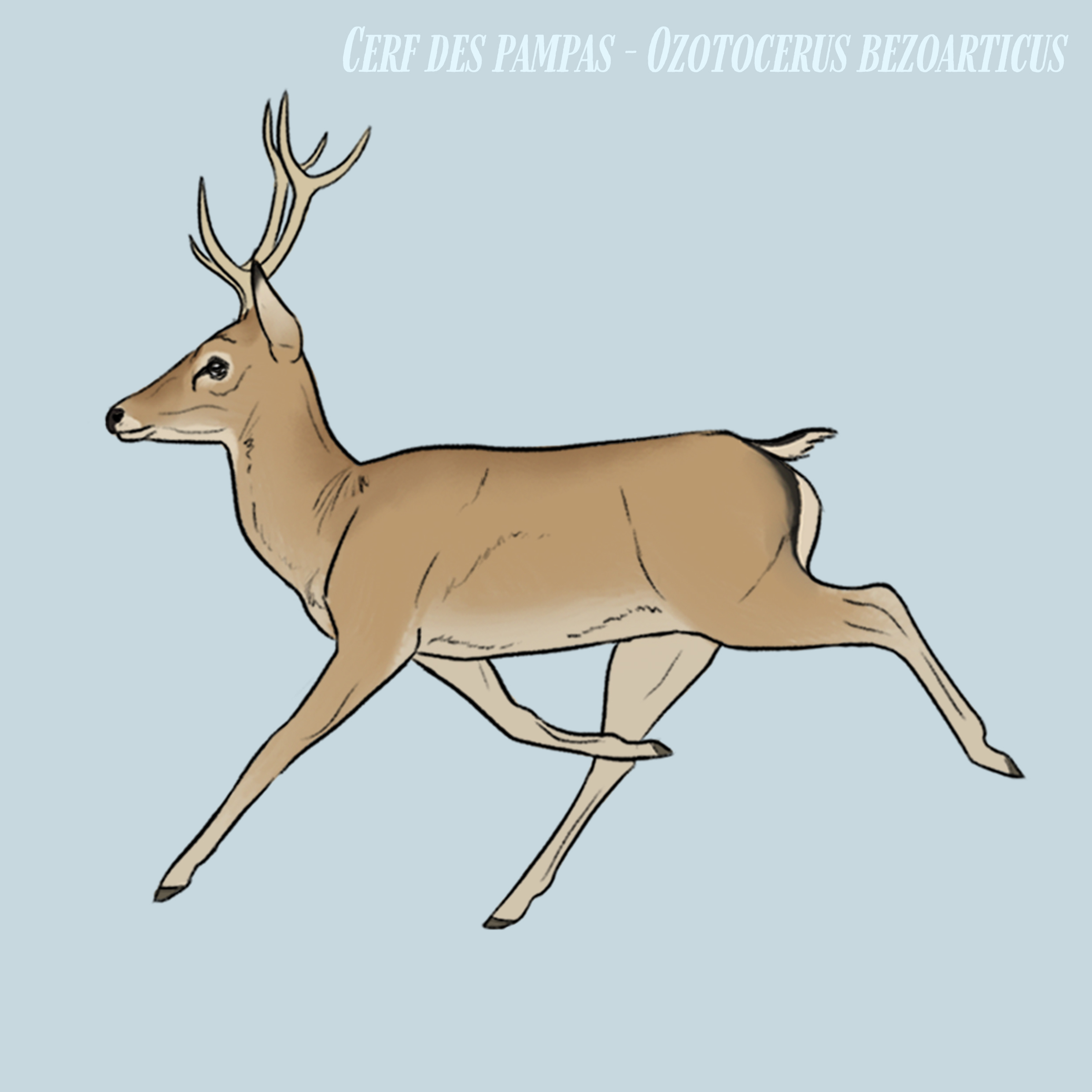 Pampas deer by Rainbowleo on DeviantArt