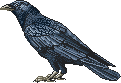 pixel raven