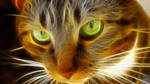 Gato fractalioso by acg3fly