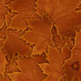 Ubuntu leaves