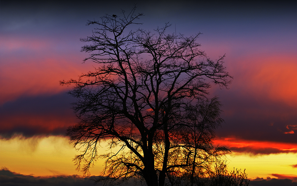 Tree of Life