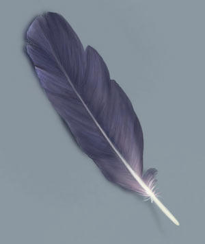 Перо черно белое. Перо и чернила без фона. Перо и лист. Стальное перо для письма. Перо институт.