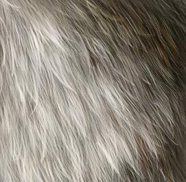 Fur Tutorial by jezebel on DeviantArt