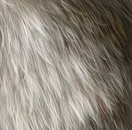 Fur Tutorial