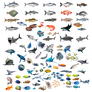 Fish PNG Stocks