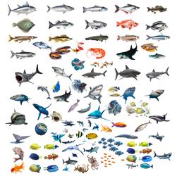 Fish PNG Stocks