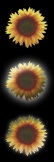 Sunflower Windows 7 Orb