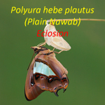 Polyura hebe plautus Eclosion