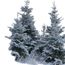 Wintery spruces 1 PSD - unrestricted stock