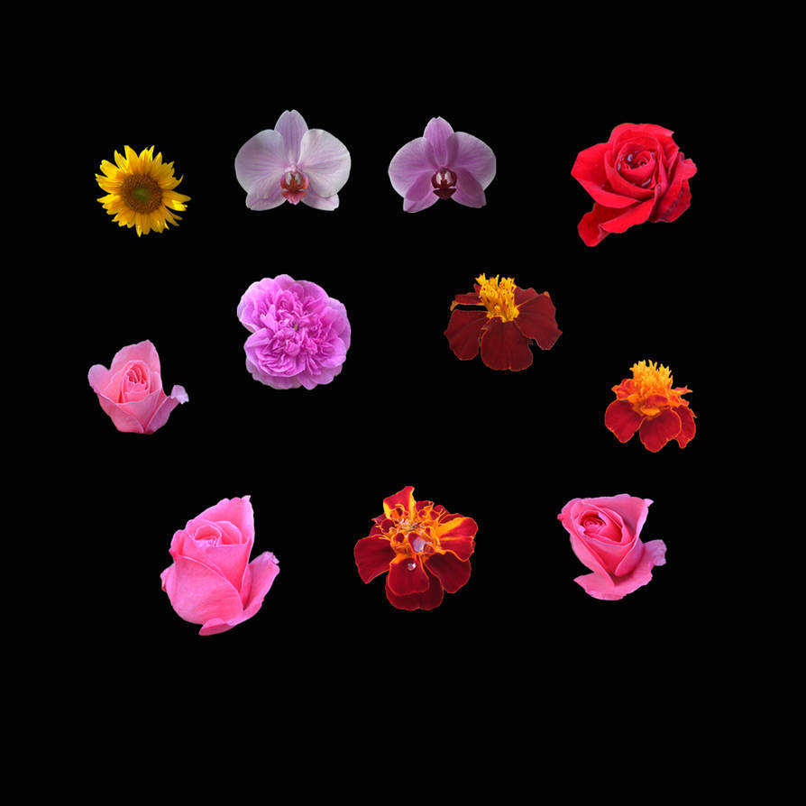 Flowerpack Flowerpack 1 - UNRESTRICTED STOCK by MariaLoikkii on DeviantArt