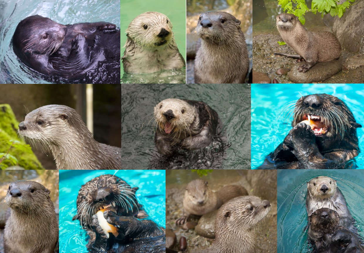 World Otter Day 17 By Austinsptd1996 On Deviantart