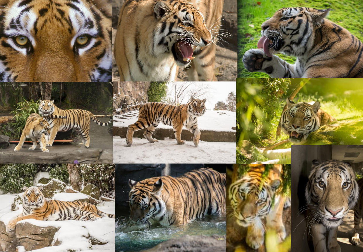 Global Tiger Day 2017 by AustinSPTD1996 on DeviantArt