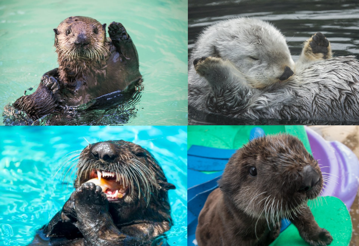 World Otter Day 2018 by AustinSPTD1996 on DeviantArt