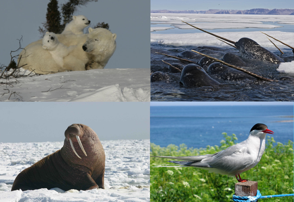 Arctic Sea Ice Day 2018 by AustinSPTD1996 on DeviantArt