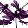 Dragonflies