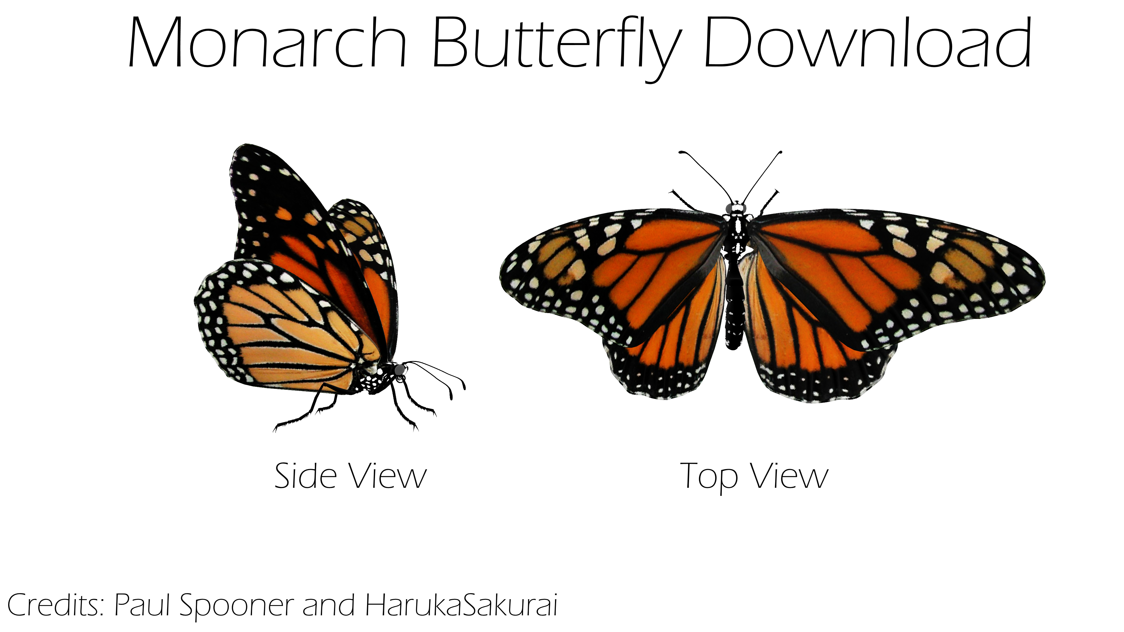 {MMD} Monarch Butterfly {DL}