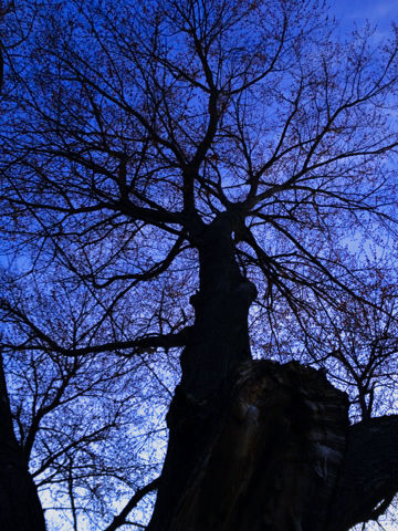 Evening Tree by Rolie-Polie-Colie on DeviantArt