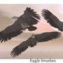 Eagle brushes