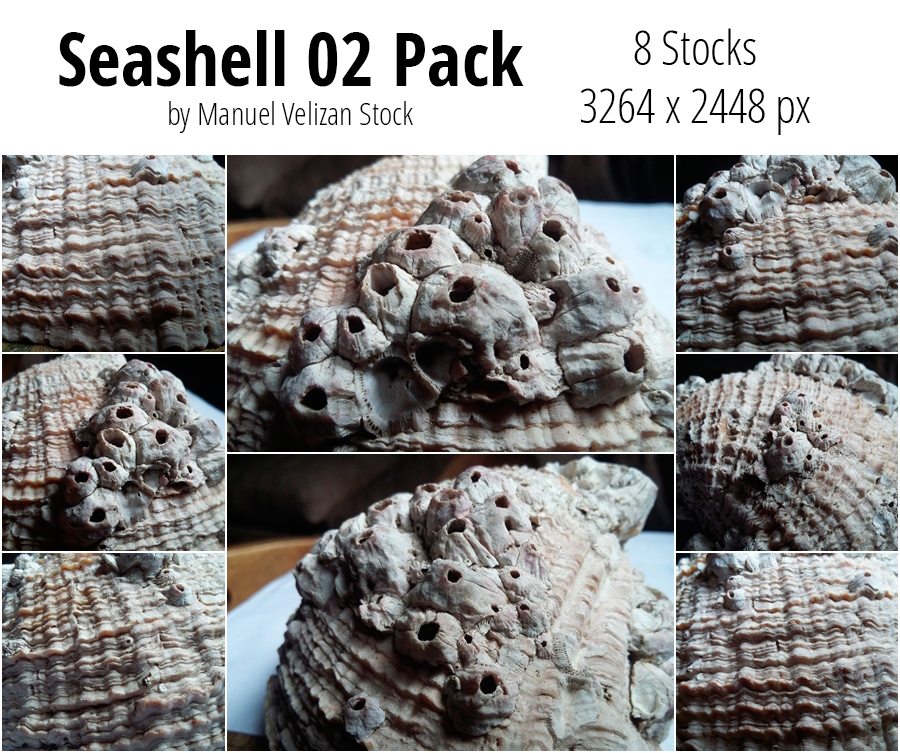 Seashell 02 Pack - 8 Stocks