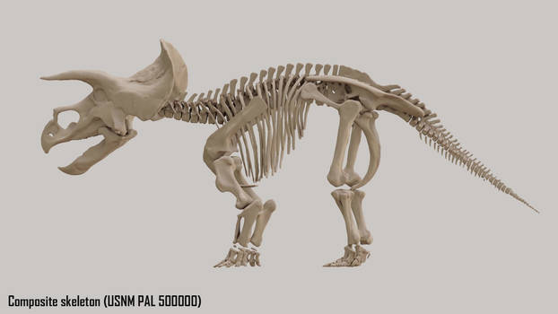 Triceratops 3D Muscle Dissection (360 turnaround)