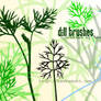 Dill Brushes