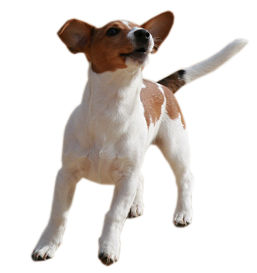 Jack Russel Precut 1