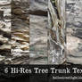 6 Hi-Res Tree Trunk Textures
