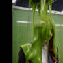 Slime device WAN 2.2 (longer vid Proof of concept)