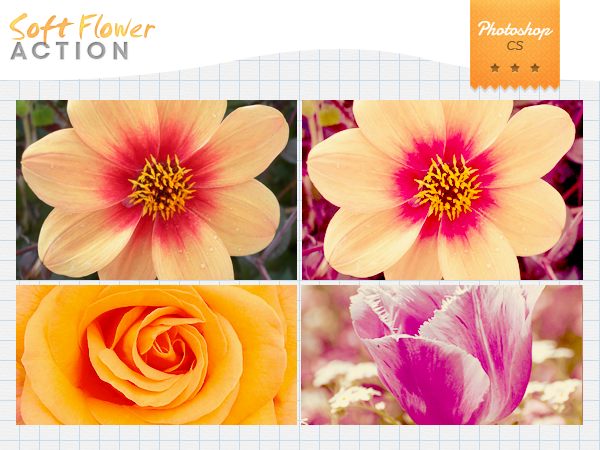 soft flower