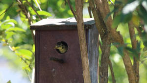 Histoires de mesanges - 4