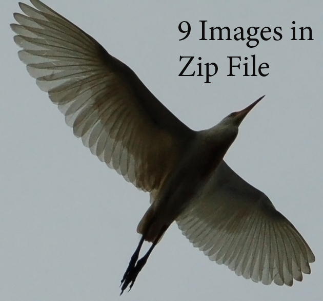 Cattle Egret Zip