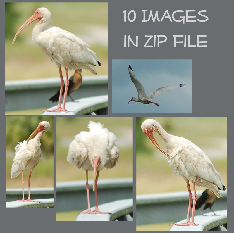 White Ibis Zip