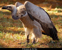 White Backed Vulture Zip 2