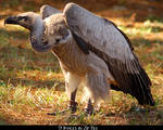 White Backed Vulture Zip 2 by SalsolaStock