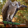 White Backed Vulture Zip 1