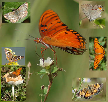Butterflies Zip