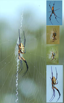 Spiders Zip