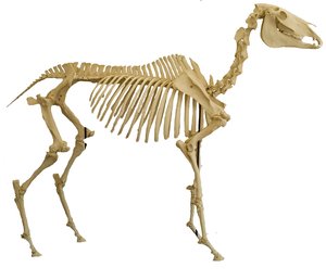 Horse Skeleton PSD