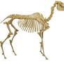Horse Skeleton PSD