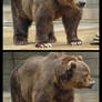 Brown Bear Package