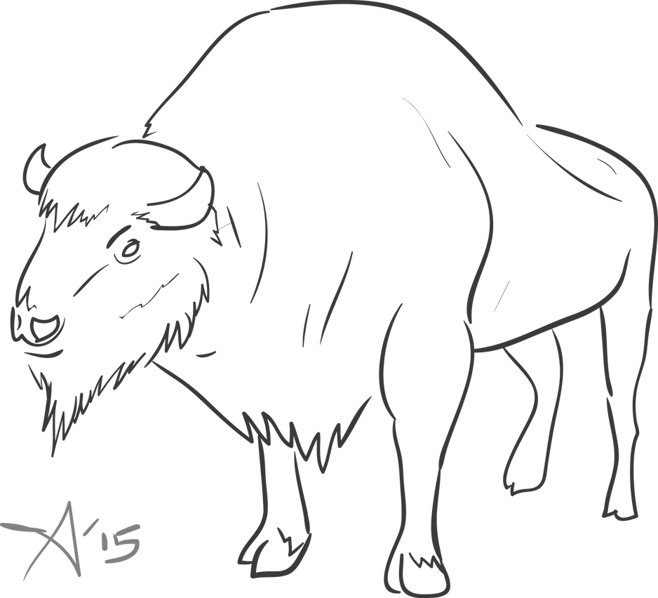 bison sketch images